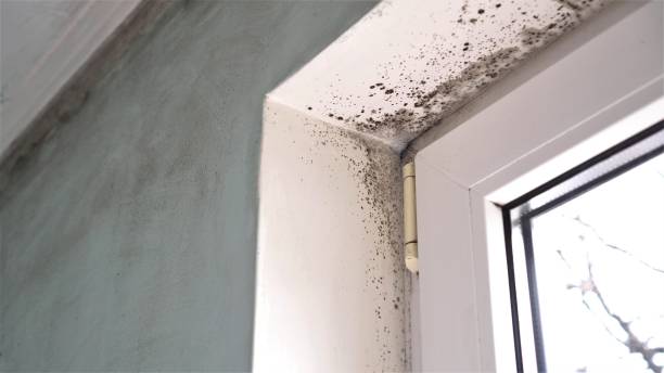 Best Crawl Space Mold Remediation  in Cementon, PA