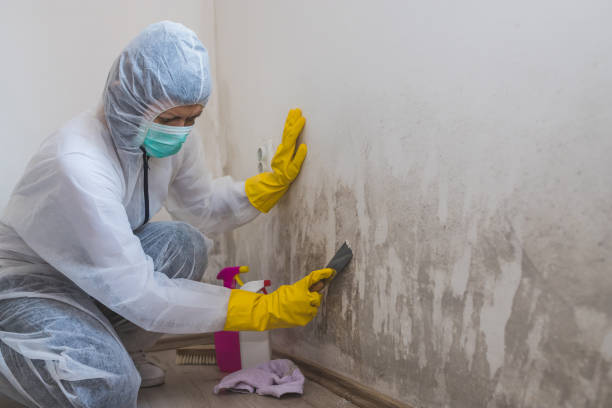 Best Basement Mold Removal  in Cementon, PA