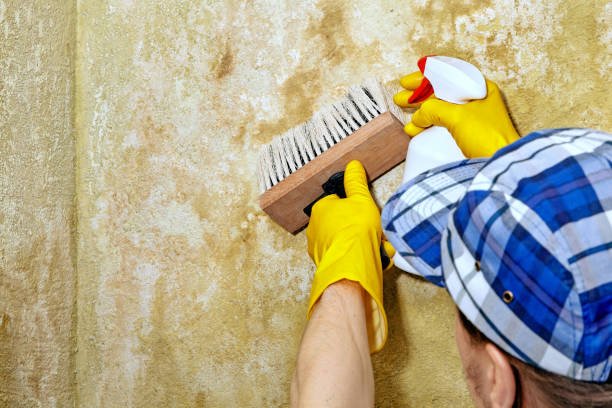 Professional Mold Removal in Cementon, PA