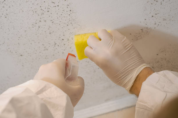 Best Asbestos and Lead Testing During Mold Inspection  in Cementon, PA