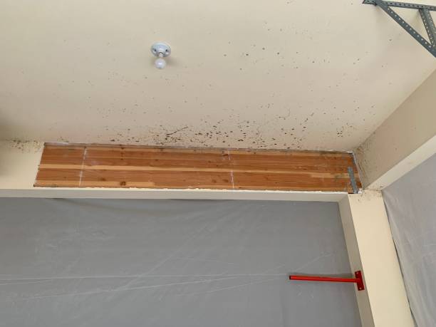 Mold Removal for HVAC Installations