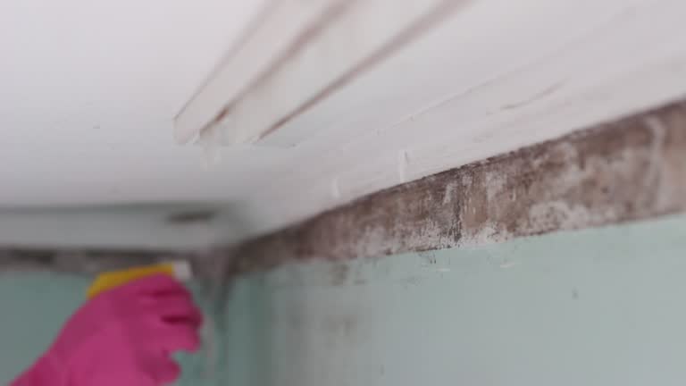 Best Mold-Related Health Consultation  in Cementon, PA